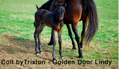 Colt by Trixton - Golden Door Lindy